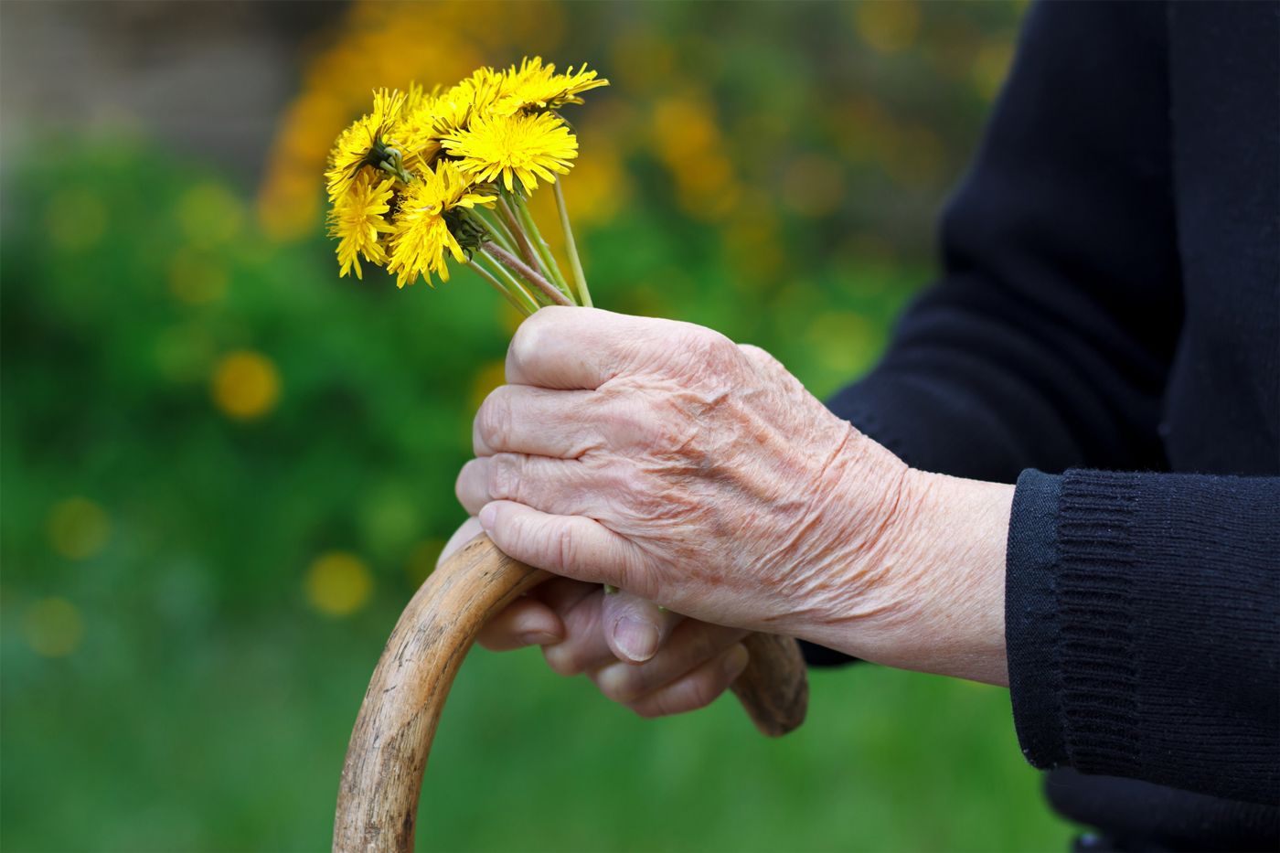 old-lady hand clutching dandelions and a cane